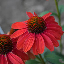 Load image into Gallery viewer, Echinacea &#39;Frankly Scarlet&#39;
