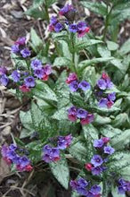 Load image into Gallery viewer, Pulmonaria &#39;Silver Bouquet&#39;
