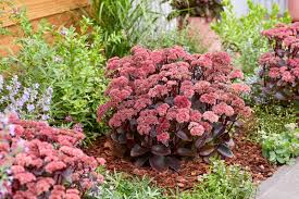 Sedum tel. 'Dark Knight'