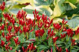 Spigelia 'Apple Slices'