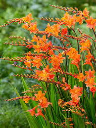 Crocosmia 'Peach Melba'