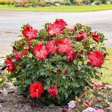 Hibiscus 'Garnet Globes'
