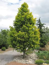 Load image into Gallery viewer, Metasequoia glyp. &#39;Gold Rush&#39;
