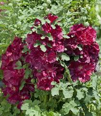 Alcea 'Celebrities Crimson'