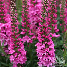 Veronica hybrid 'Aspire'