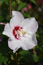 Hibiscus Syriacus 'Fiji' Rose of Sharon – Pondside Nursery