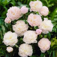 Load image into Gallery viewer, Paeonia &#39;Shirley Temple&#39;
