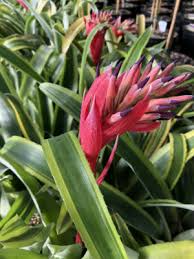 Billbergia nutans 'Variegata'
