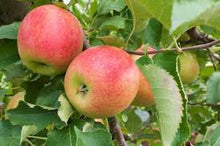 Load image into Gallery viewer, Malus 'Jonagold'
