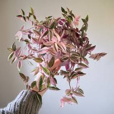 Tradescantia spathacea 'Tricolor'