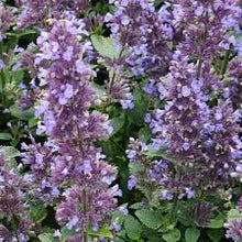 Load image into Gallery viewer, Nepeta &#39;Wispurr Blue&#39;
