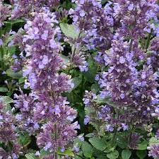 Nepeta 'Wispurr Blue'