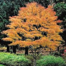 Acer palm. 'Koto-no-Ito'