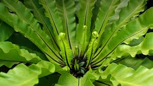 asplenium nidus 