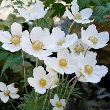 Anemone Sylvestris