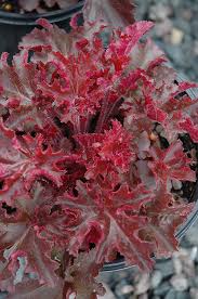Heuchera 'Melting Fire'