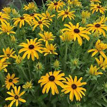 Load image into Gallery viewer, Rudbeckia ful. &#39;Glitters Like Gold&#39;
