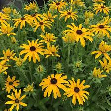 Rudbeckia ful. 'Glitters Like Gold'