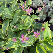 Tricyrtus formosana 'samurai'