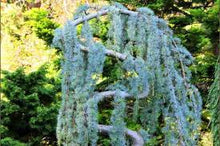Load image into Gallery viewer, Cedrus deoda &#39;Glauca Pendula&#39;
