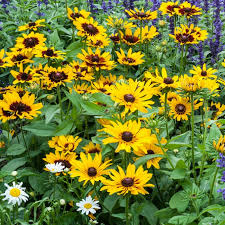 Rudbeckia 'Denver Daisy'