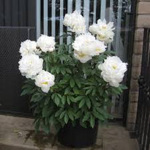 Load image into Gallery viewer, Paeonia &#39;Allan Rogers&#39;
