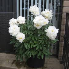 Paeonia 'Allan Rogers'