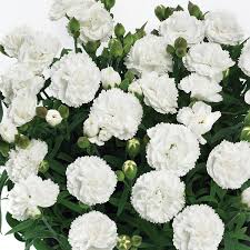 Dianthus cary. 'Sunflor Cosmos'