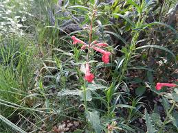 Stachys albotomentosa