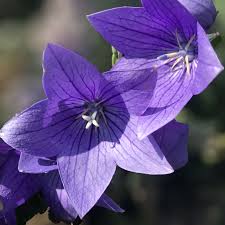 Platycodon 'Twinkle Blue'