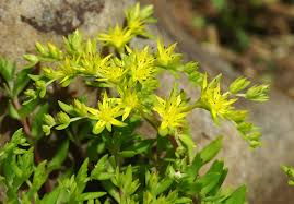 Sedum sarmentosum