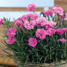 Dianthus 'Everlast Orchid'