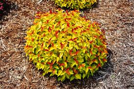 Spiraea jap. 'Double play Candy Corn'