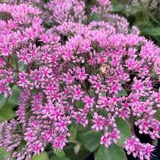Sedum 'Pillow Talk'