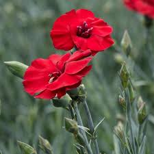 Dianthus AP. 'Cherry Pie'