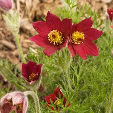Pulsatilla vul. 'Red Bells' -Pasque Flower