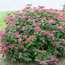 Spiraea jap. 'Double Play Red'