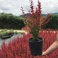 Berberis thunbergii 'Orange Torch'