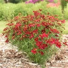 Coreopsis 'Scarlet Ribbons'