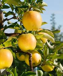 Malus 'GoldRush' - Apple