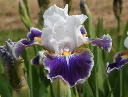 Iris 'Dazzling' - Bearded Iris