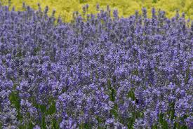 Lavandula 'Dwarf Blue' - Lavender