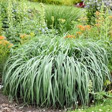 Panicum 'Niagara Falls'
