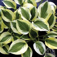 Hosta 'Anne'