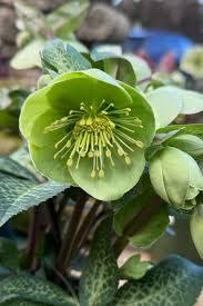 Helleborus 'Illumi Lime'