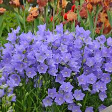 Campanula 'Takion Blue'