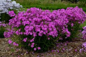 Phlox 'Opening Act Ultrapink'