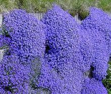 Load image into Gallery viewer, Aubrieta &#39;Rock on Blue&#39;
