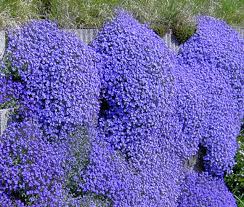 Aubrieta 'Rock on Blue'