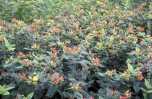 Load image into Gallery viewer, Hypericum Inodorum &#39;Red Flame&#39;
